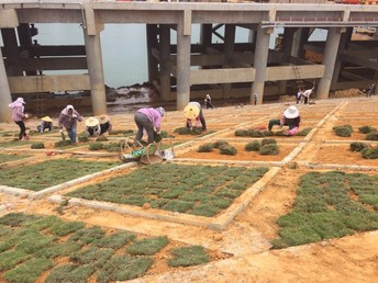 專業馬尼拉草皮護坡工程，打造優質園林綠化施工方案